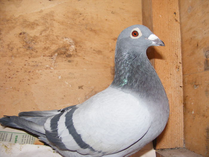 F.2012.