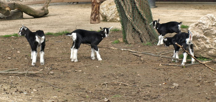 Iezi de Pinzgauer - Rase de oi si capre-Poze deosebite-3