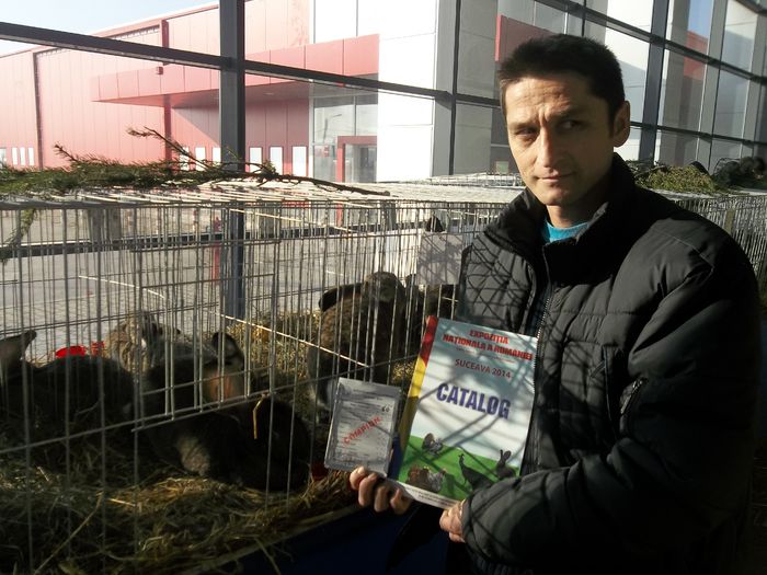 100_4621 - iepuri uriasi gri german campioni nationali suceava 2014
