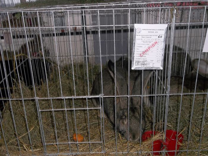 100_4598 - iepuri uriasi gri german campioni nationali suceava 2014