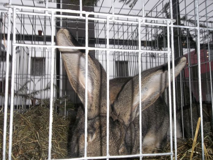 100_4604 - iepuri uriasi gri german campioni nationali suceava 2014