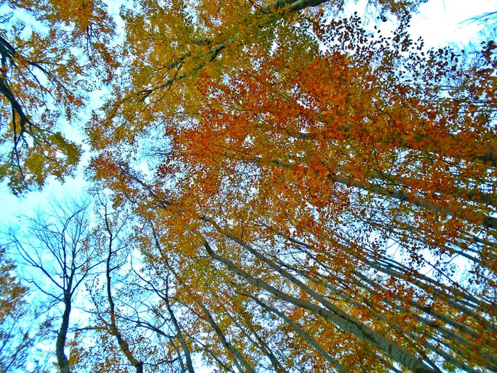DSC04489 - Din Natura