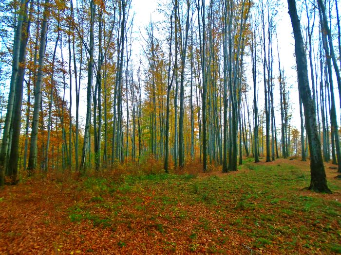 DSC04490 - Din Natura