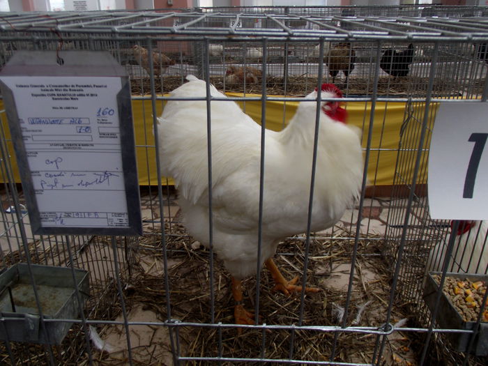 DSCF1849 - 6---expozitie sannicolau mare 13 12 2014 15 12 2014