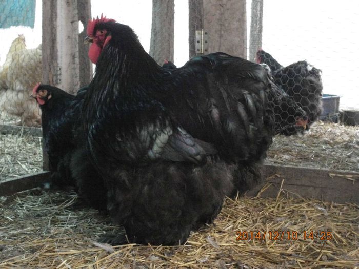 10562601_1574583846108748_1150395536825350972_o