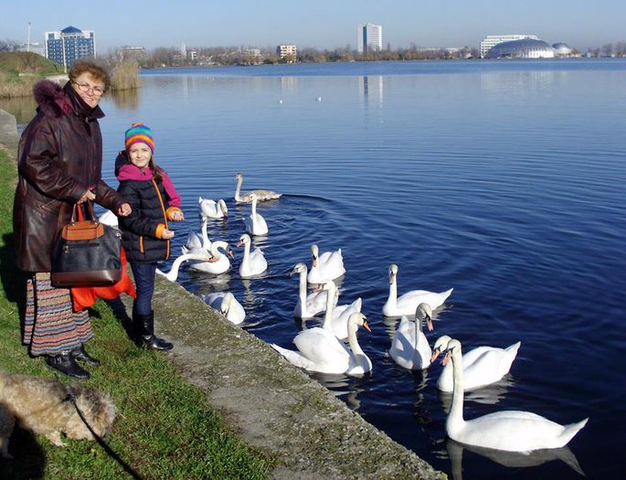 13.12.2014 Cu lebedele... - AMALIA