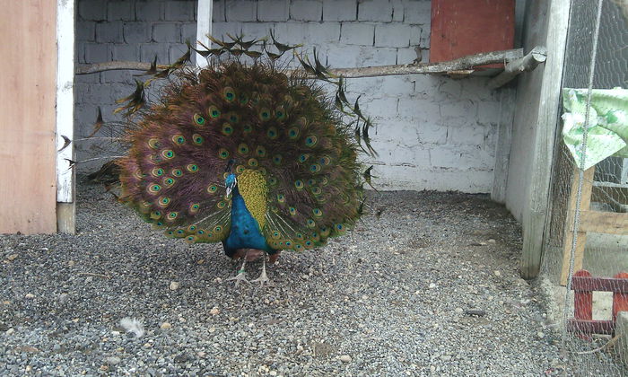 14 decembrie - PAUNI INDIA BLUE