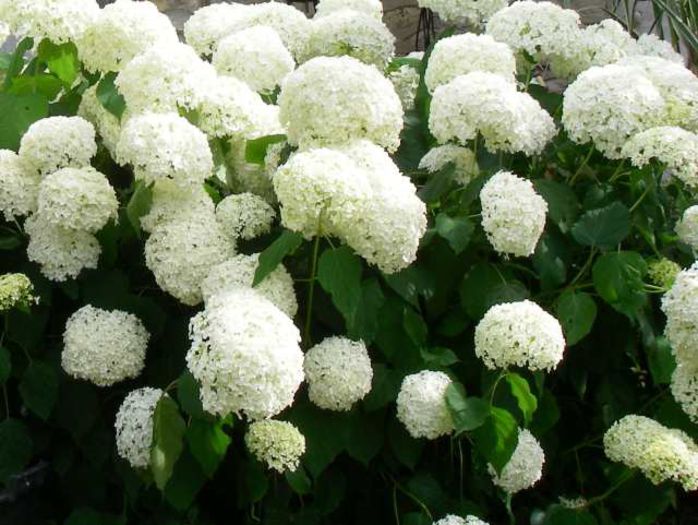 ach-HYDRANGEA%20ANNABELLE[1]