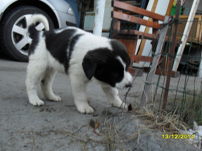 SDC13568 - Prietenii mei cei mai buni