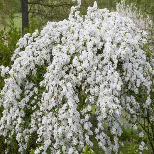 Exochorda x macrantha The Bride - DORINTE  - PLANTE SI ARBUSTI 2017