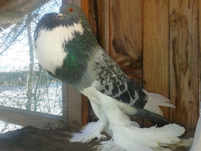 masc.2012.serbia - Gusati de pomerania  2015