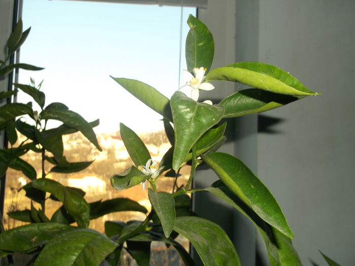 floare de Mandarin 14.12.2014