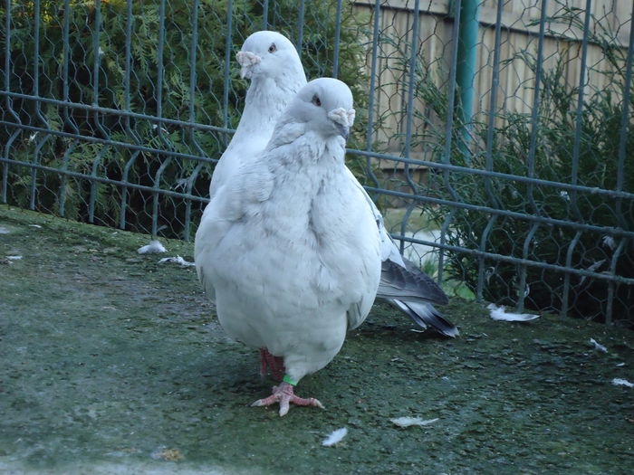 M-2013-4211&M-2011-10