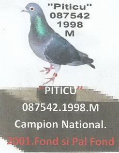 Piticu  CAMPION NAT FOND si PAL 2001