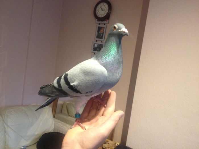 M-11-NL   A. Van Berkel