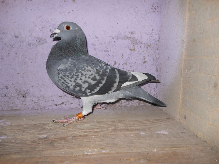  - Voiajori