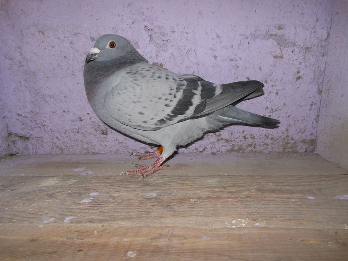  - Voiajori