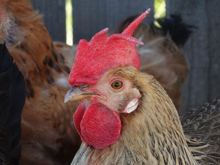 DSC04030 - Italiana Orange-Duckwing