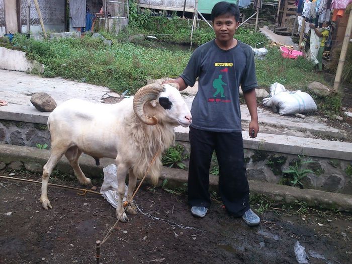 Berbec Domba Garut alb