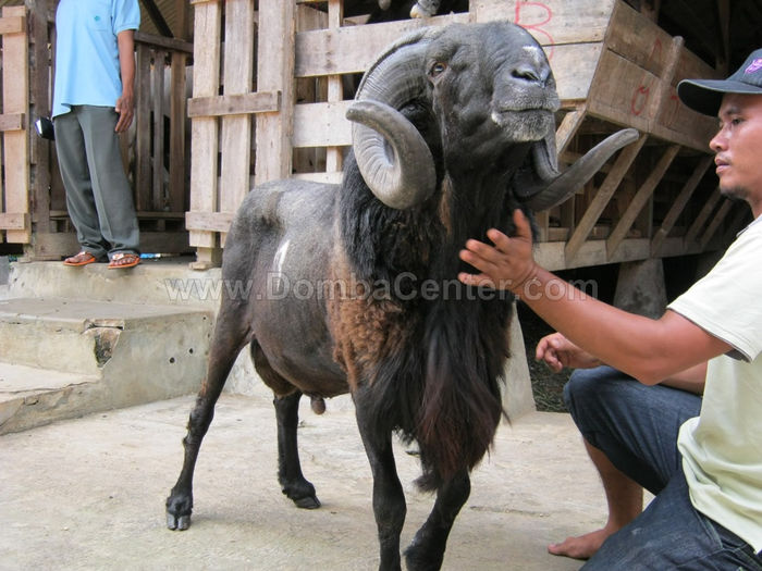 Berbec Domba Garut negru