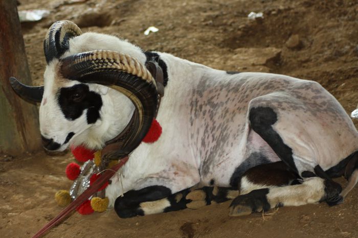 Domba Garut frumos - Rase de oi si capre-Poze deosebite-3