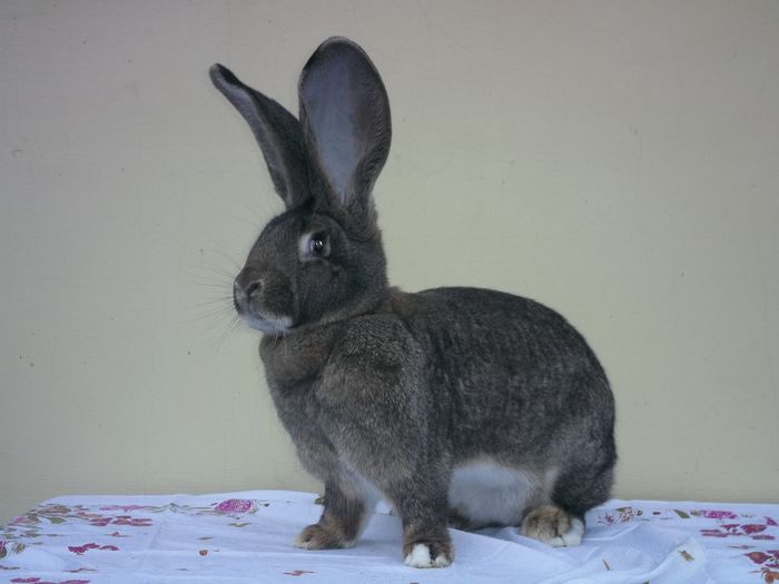 Femela nr. 4, nascuta martie 2014