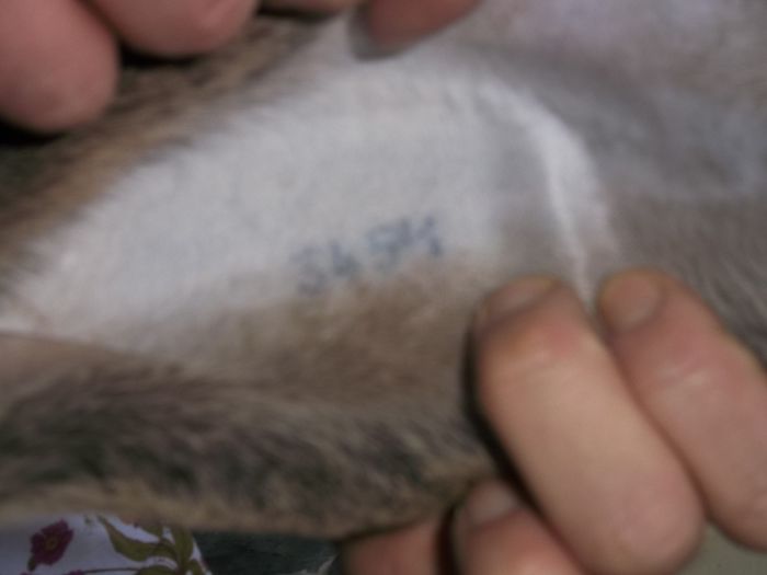 Tatuaj femela nr. 4, urechea stanga - Femele reproductie 2015 urias gri german