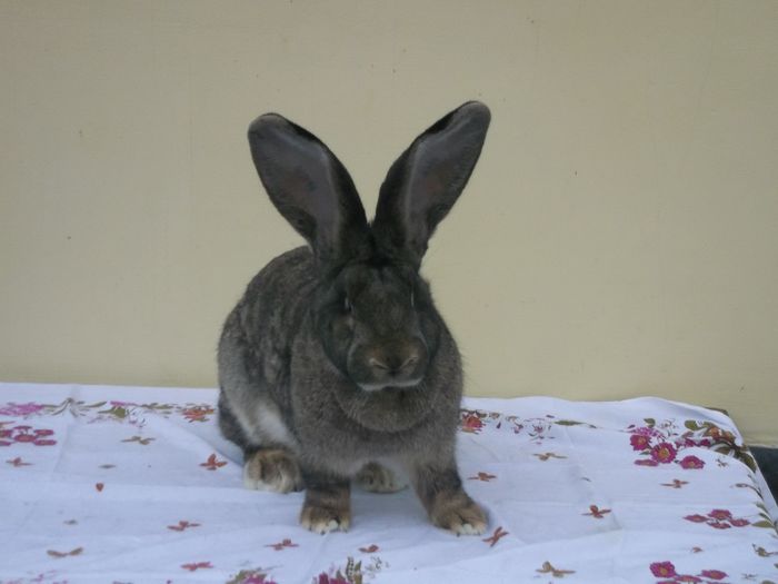 Femela nr. 5, martie 2014