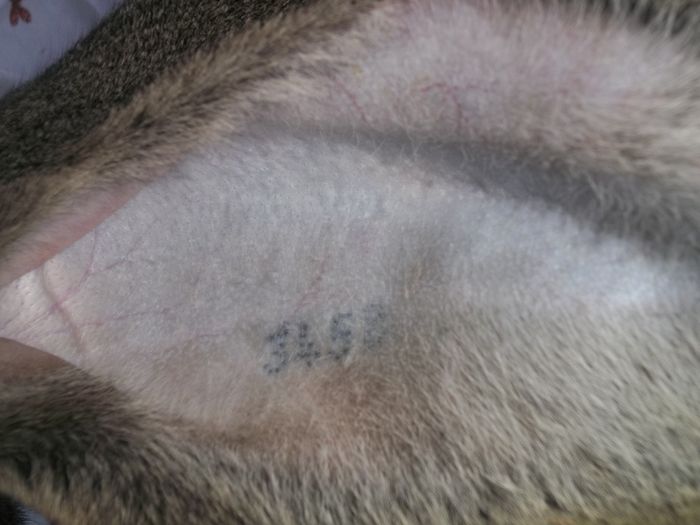 Tatuaj femela nr. 6, urechea stanga - Femele reproductie 2015 urias gri german