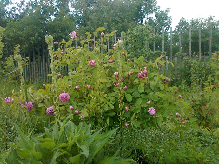 F; rosa centifolia muscosa
