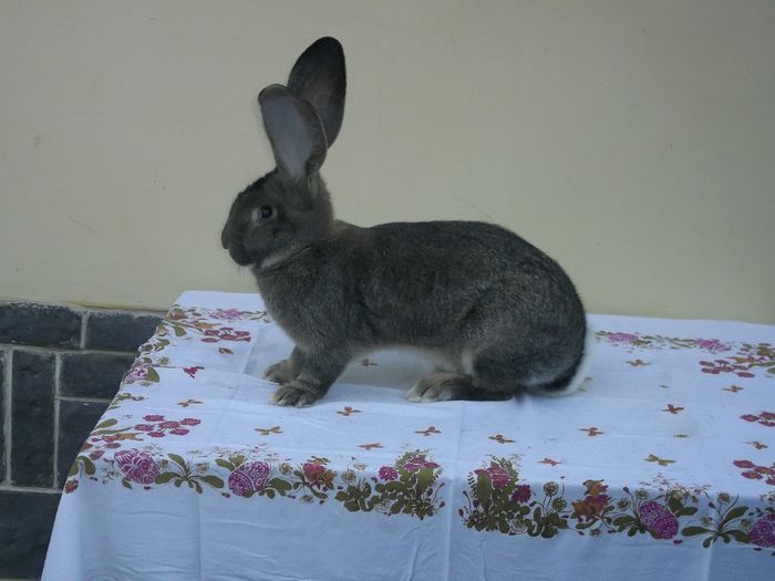 Femela nr. 7, mai 2014