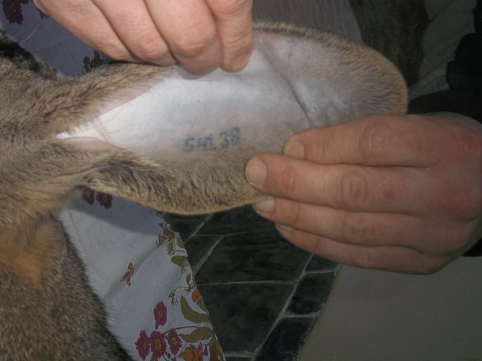 Tatuaj femela nr. 7, urechea stanga