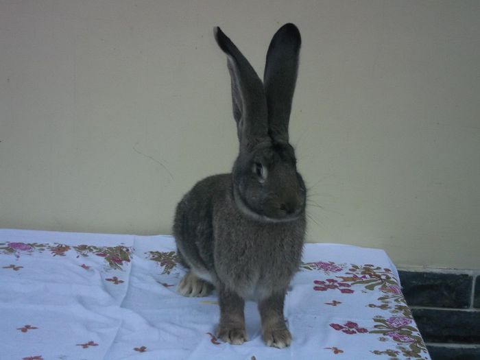 Femela nr. 8, mai 2014