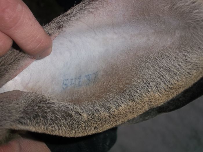 Tatuaj femela nr. 8, urechea stanga - Femele reproductie 2015 urias gri german