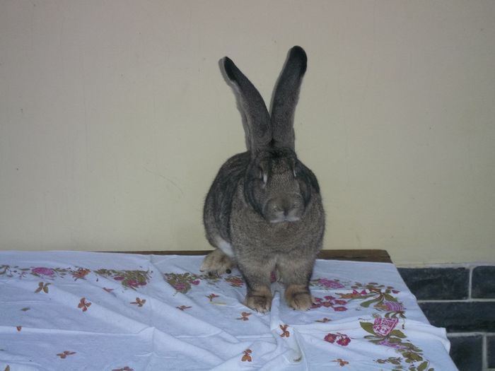 Campioana nationala Craiova 2013, o femela impecabila la aproape 3 ani