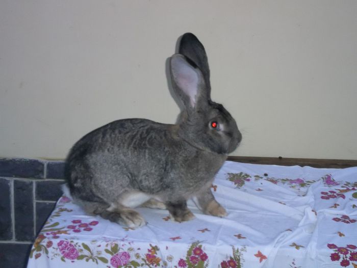 Campioana nationala Craiova 2013