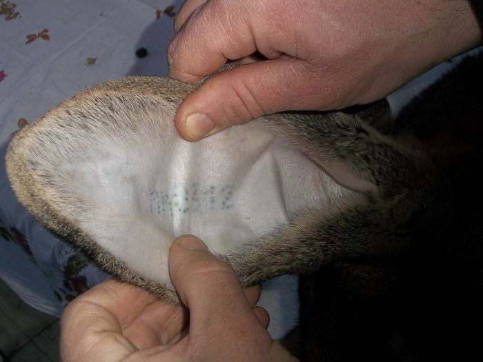 Tatuaj campioana de la Craiova, urechea stanga