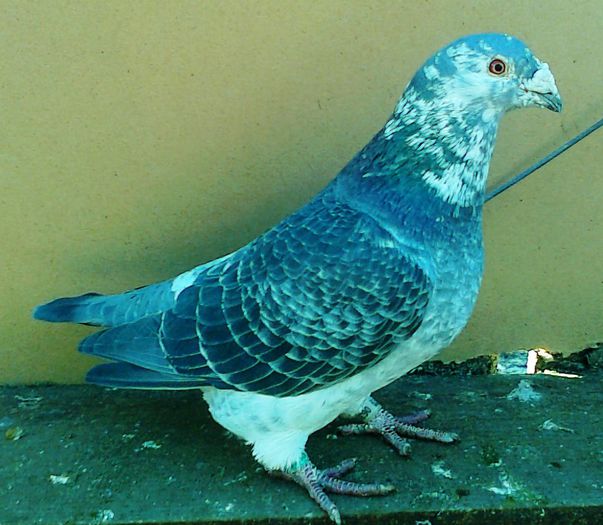 imbracat,adica cu pantaloni