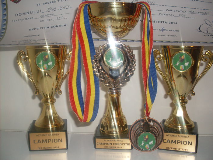 SDC15272; Campion Judetea 2014
