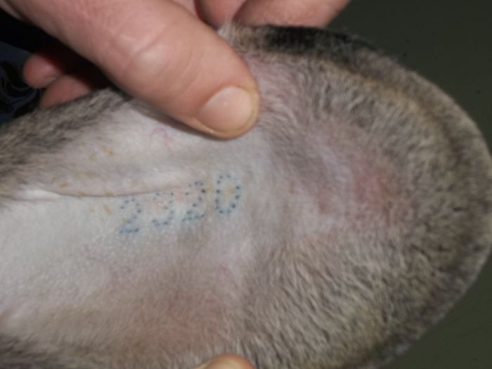 Tatuaj mascul nr. 3 - Masculi reproductie 2015 urias gri german