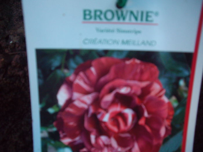 IMGP7582 - achizitii-Brownie 2014 multumesc Gina