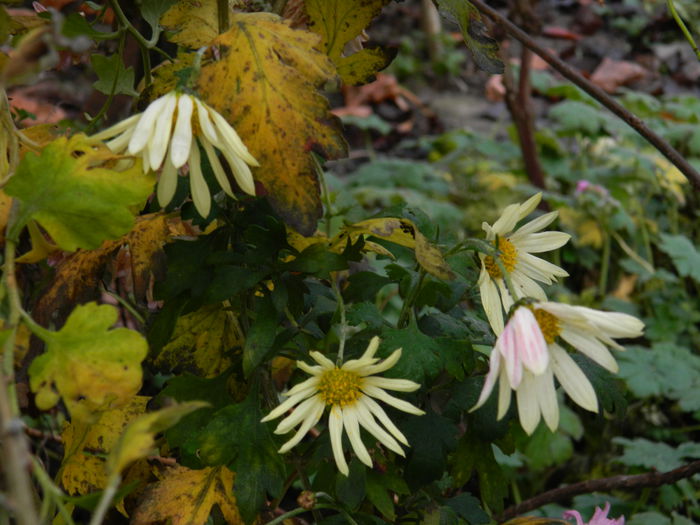 DSCN5709 - DECEMBRIE_2014