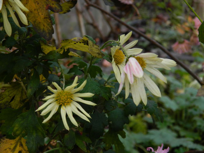 DSCN5710 - DECEMBRIE_2014
