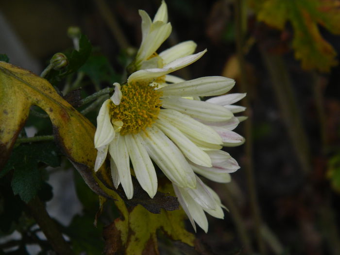 DSCN5721 - DECEMBRIE_2014
