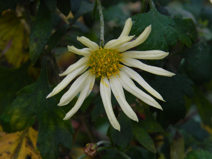 DSCN5723 - DECEMBRIE_2014