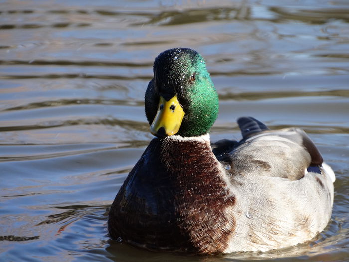 DSC03974 - Rate pitice