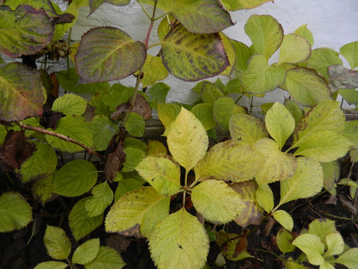 DSCN5737 - DECEMBRIE_2014