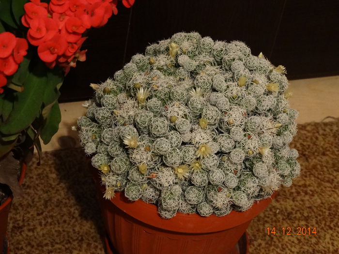 DSC08279 - Cactusi  si suculente 2014