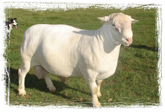Berbec Dorper alb frumos - Rase de oi si capre-Poze deosebite-3
