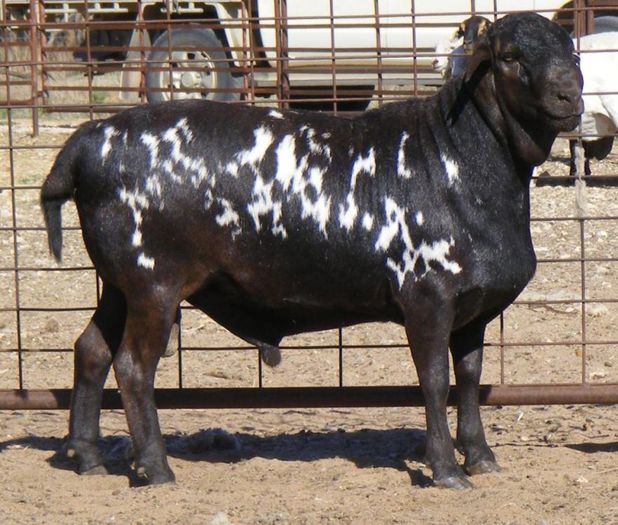 Berbec Meatmaster grasun - Rase de oi si capre-Poze deosebite-3